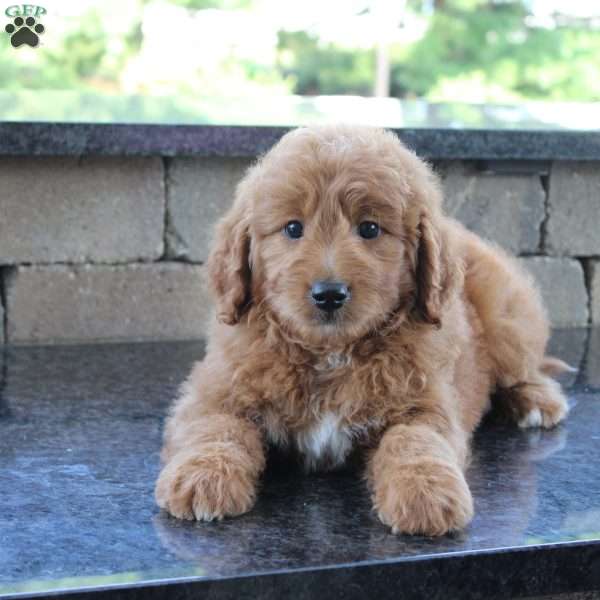 Dirk, Goldendoodle Puppy